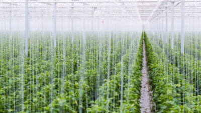 Как правильно подобрать шпагат для крючков для томатов