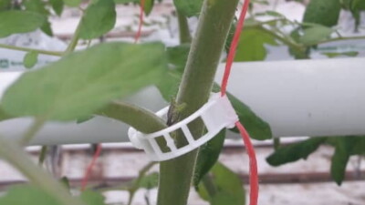 Обвязывание или клипсы?