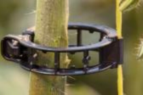 Как выбрать правильные клипсы для выращивания томатов?