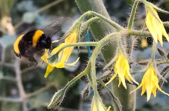 pollination bumblebees