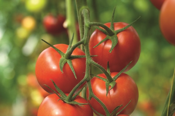 Как распознать, лечить и контролировать вирус томатно-коричневого морщинистого плода (ToBRFV)