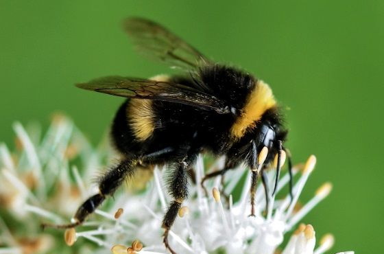 В чем разница между шмелями и пчелами?