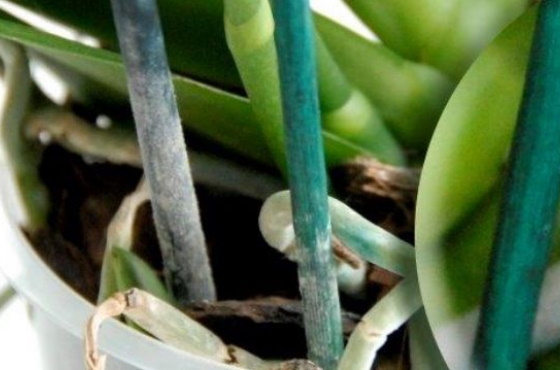 Как отличаются пластиковые, расщепленные бамбуковые и стекловолоконные стойки для растений?