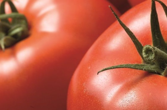 Вопросы и ответы о вирусе коричневой морщинистости томатов